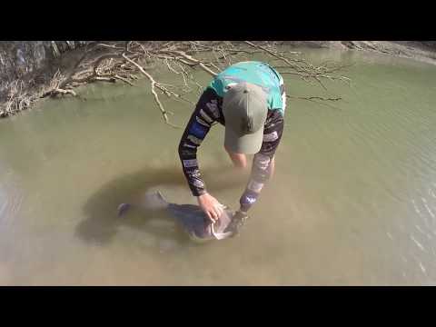 101cm Murray Cod