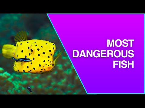 the top 12 most lethal fish ( Dangerous Waters )