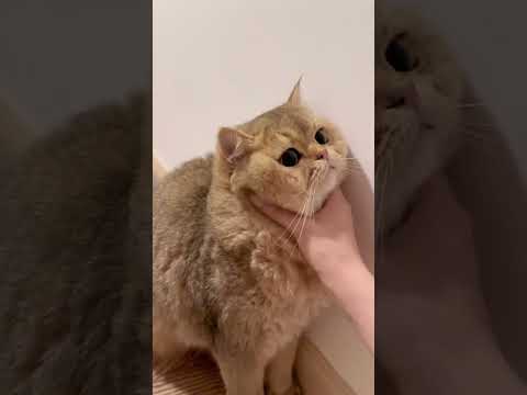 Terlalu meng gemas kan #cat #funny #cute