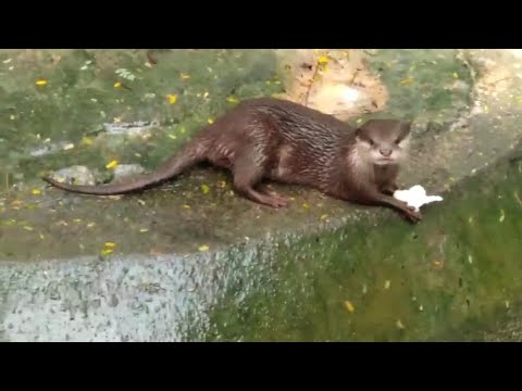 Having bread is better for the Otter!