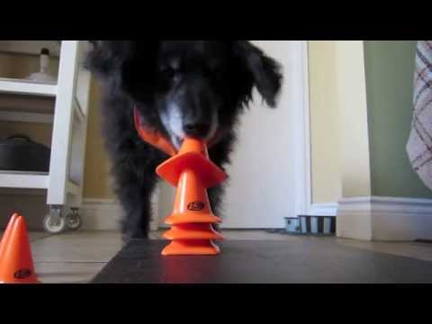 « Maman, ce chien est trop cool! » [Chico, caniche miniature x]