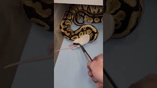 Snake Reacted Lighting Fast #naturalinstincts #ballpython #feeding #royalpythons