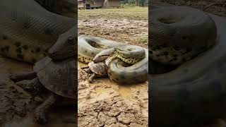 Python vs Turtle! 🐍🐢 #shorts