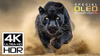 Unbelievable Video 4K HDR ULTRA HD 120 fps | Dolby Vision (8K/4K Video TV)
