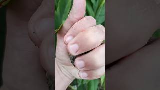 #InsectWorld 💝 Guess what little creature just moved into my hand?