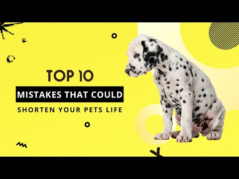 Mistakes That Could Shorten Your Pet's Life | Top Best Pets