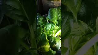 ADDITIONAL SPACE NEEDED FOR MY INDOOR GARDEN