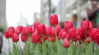 Zoom Flower Video Background I – High-Quality Virtual Background for Online Meetings