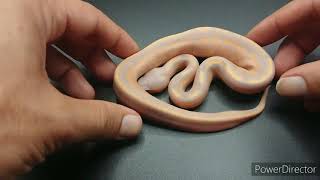 Banana het Genetic stripe ball python