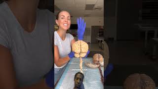 Wow Real Human Brains🤯Check This Out #humanbody #science #brainscience #foryou #fypシ゚viral #fyp