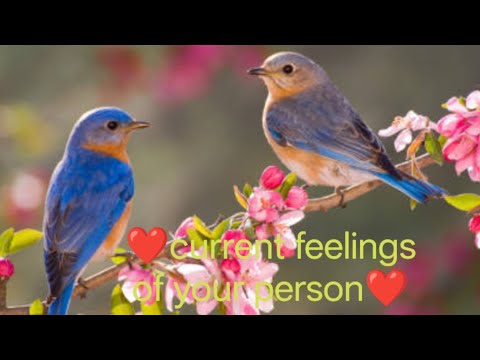 Current feelings of your person#tarot#love#anmeegam#universe#husband#lovestatus#spiritual#tarotlover