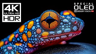 World's Most Incredible 4K Videos | 4K HDR 60fps | Dolby Vision