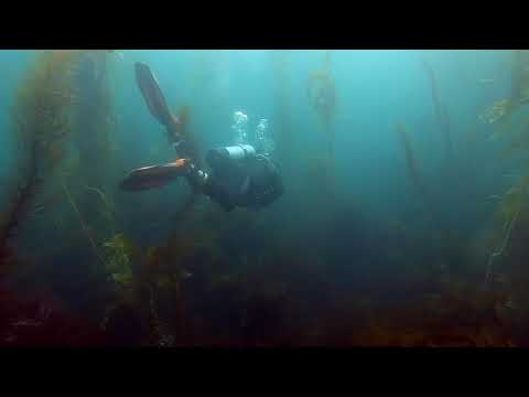 Anacapa Diving