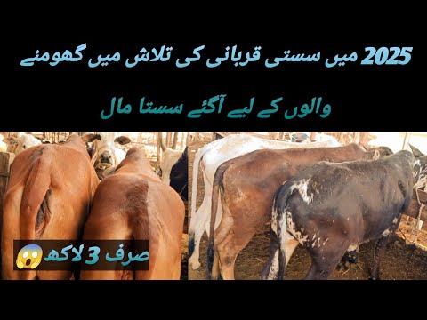 New update 05 March 4th Ramzan 2025 || Malir Maweshi Mandi Karachi