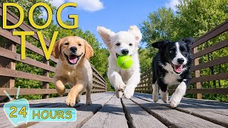 DOG TV: Ultimate Video Entertain for Dogs to Watch When Alone All Day - Soothing Music for Dogs