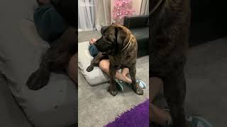 #dogs #doglife #pet #puppy #petlovers #cuteanimals D252