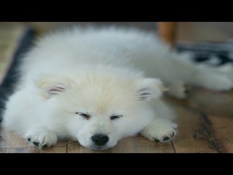 (2분 정보) 강아지는 어떤 꿈을 꿀까요?