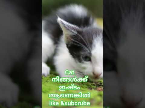 #cat #entertainment #hobby #pets