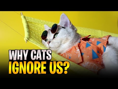 Finally Showing You why Cats Ignore Us!! Episode 7