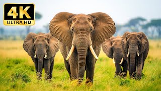 4K Wildlife Adventure – Explore Nature’s Wonders with Soothing Music