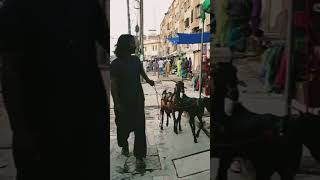 Goat market Pakistan 🐐🇵🇰 #Pakistan #Goats #Market #Agriculture #youtubeshorts #tiktok #viralshorts