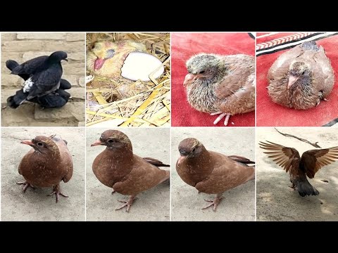 pigeon baby growth video amazing video day by day 1 day two 32 days mukammal growth