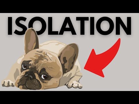 The Great Power of ISOLATION in Dog Training