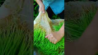 #shorts #agritools #farming2024 #agriculture  #JIKreactionagritools in farming 2024