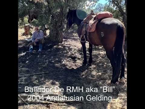(SOLD) Bailador De RMH aka “Bill” I messed up he’s a 2009 model.