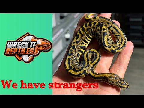I have Stranger in my collection by accident! Super lucky