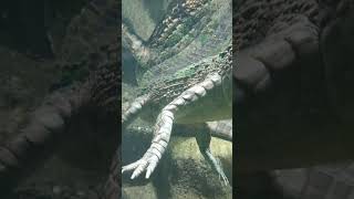 Amazing Crocodile #discover #explore #travelblogger #jurassicpark #travel #worldexplorer