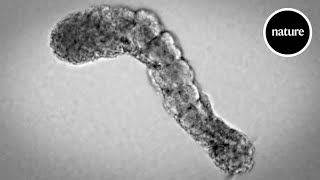 'Artificial embryos': the hidden steps in forming a spine