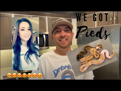 We got Pied’s!! Clutch #7 update!