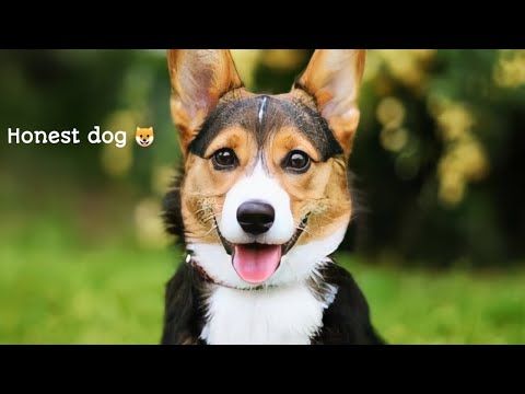 ||Cute||Dogs||dog||honest dog||