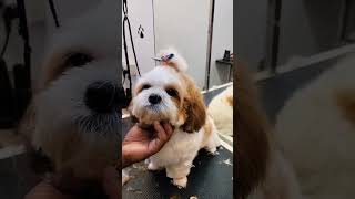 so cute grooming time 🥰😘❤️ #artist #dog #dog_features