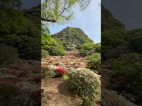 This & an iced fxcking latte. 📍Mifuneyama Rakuen gardens in Fukuoka! #southerjapan #japan #fukuoka