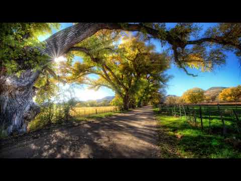 Bird Songs In The Field - Nature Relaxation Video