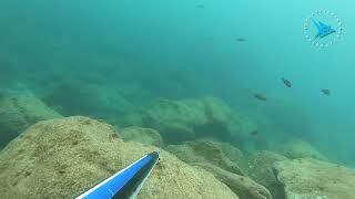 The days after a rain, waters become murky. With the proper technique you can take advantage of it.