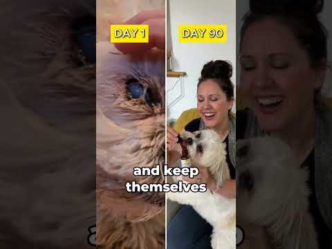 Clear Eyes, No Cataracts? 🐾 This Single Product Changed Everything