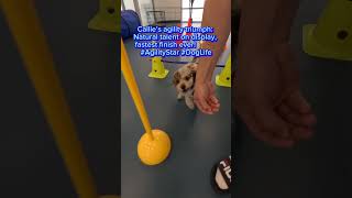 #puppy #dogoftheday #dog_features #agility #puppytraining #dogcare #dogdaycare #doglife