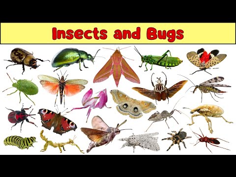 Insects and Bugs (Unique and Weird!) | Insects for kids | English vocabulary