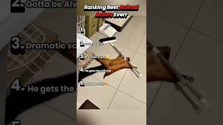 Ranking Best Animal Actors Everr #animalvideos #animalshorts #animalactors