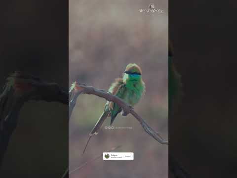 Asian Green Bee-Eater #birdphotography #photography #sort #video #vairal #trending #shortsyoutube