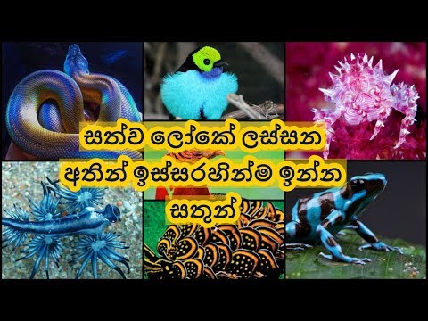 සත්ව ලෝකේ ලස්සන අතින් ඉස්සරහින්ම ඉන්න සතුන් | Watchandlearn-TV