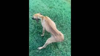 Bloodied and Afraid: Puppy Pulled From Tall Grass After Being Found Immobile by Road