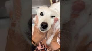 Japanese spitz puppy bathing 🛁 #pets #dog #cute #asmr #shorts