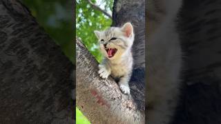 Pa💕Pa😺 #remix #cute🤷🏼‍♀️😺#viral #cat #cats #catlover #catvideos #cutekitty #trending January13,2026