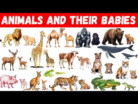 Animals and Their Babies | Animals Babies | Animals and Their Young Ones | Baby Animals| Animal Baby