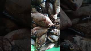 Hasil dari pancingan jaring #shorts