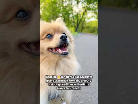 Poms smiling 🥰 follow for more woofs not woes! | #poms #pomeranian #dogaccount #dogs #dogshorts